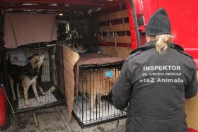 Jedna z interwencji inspektorów ochrony zwierząt OTOZ Animals.