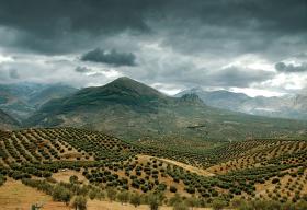Według raportu przedstawionego w zeszłym roku w Parlamencie Europejskim oliwa z oliwek jest najczęściej fałszowanym produktem spożywczym we Wspólnocie.