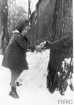 Zimą dokarmiamy wiewiórki na Plantach albo łabędzie nad Wisłą. Kraków, koniec lat. 30. XX w.