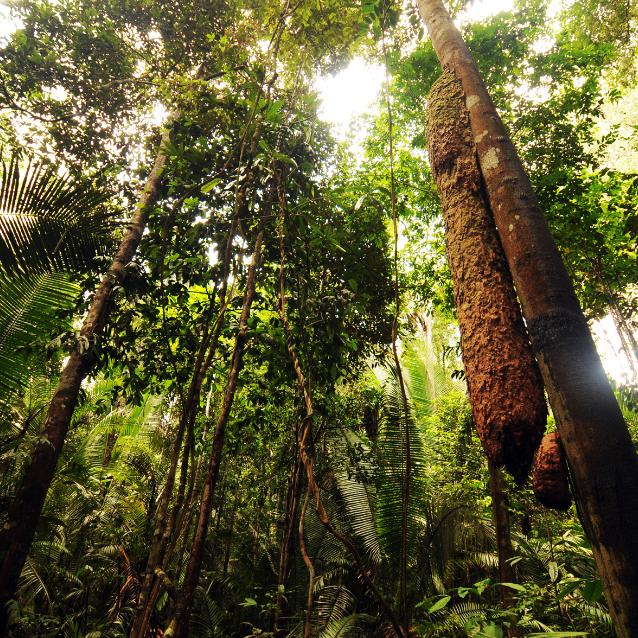 El Niño utrudnia Puszczy Amazońskiej pracę na rzecz klimatu