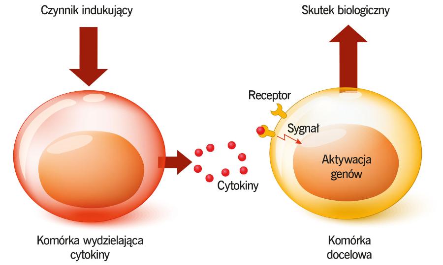 Cytokiny indukują szereg reakcji w komórkach docelowych.