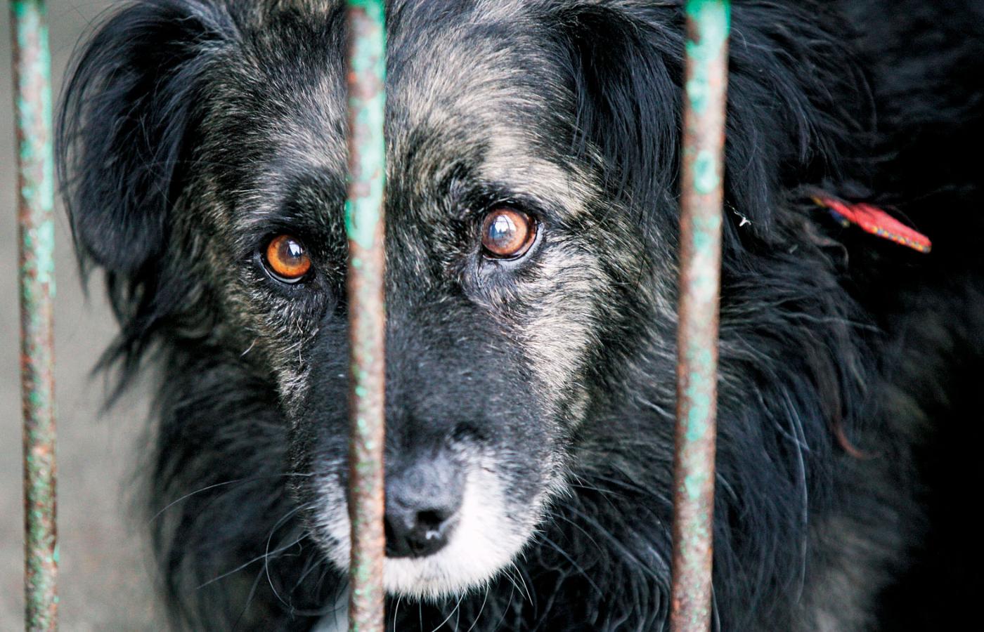 Pod pretekstem walki z koronawirusem Ardanowski chciał pozbawić organizacje pozarządowe prawa do odbierania zwierząt znęcającym się nad nimi właścicielom.