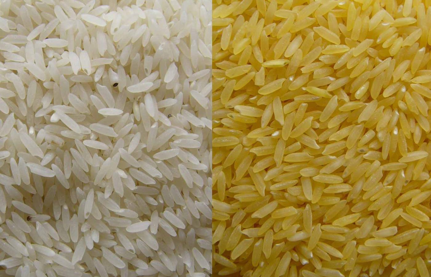 Ryż zwykły i złocisty, zmodyfikowany genetycznie.