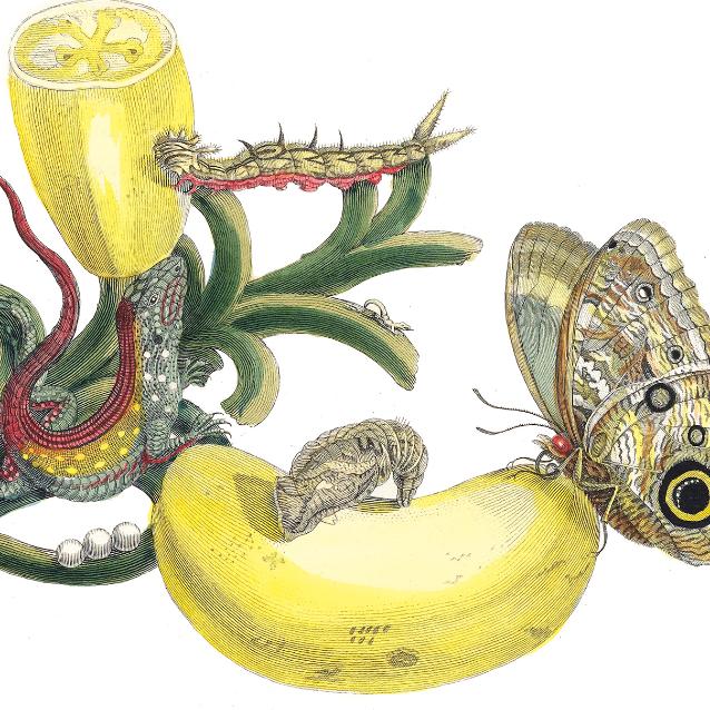 Maria od kwiatów i motyli, czyli prekursorka entomologii, ekologii, biologii rozwoju