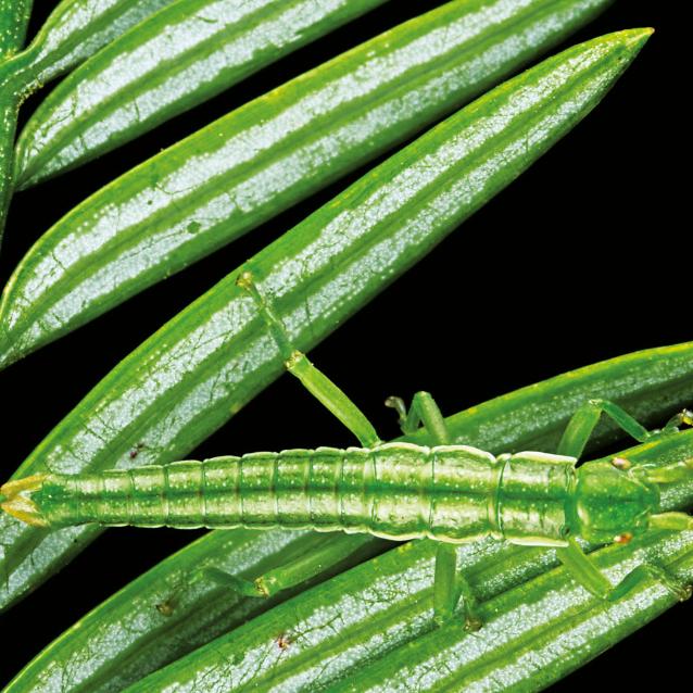 Patyczaki - a jednak są wyjątki od partenogenezy