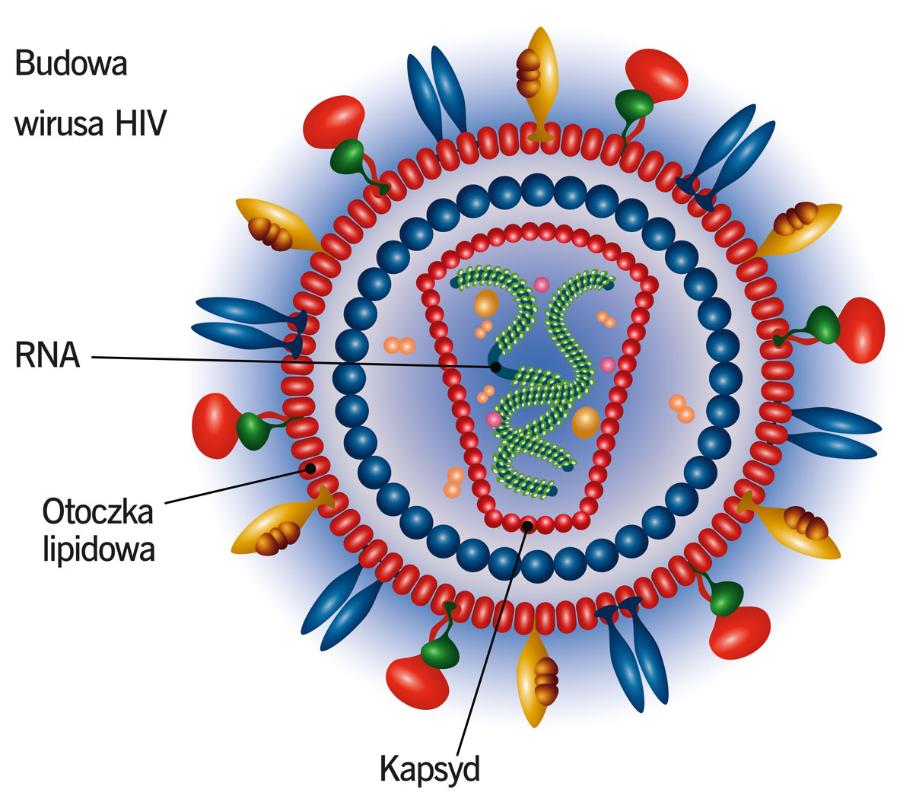 Budowa wirusa HIV.