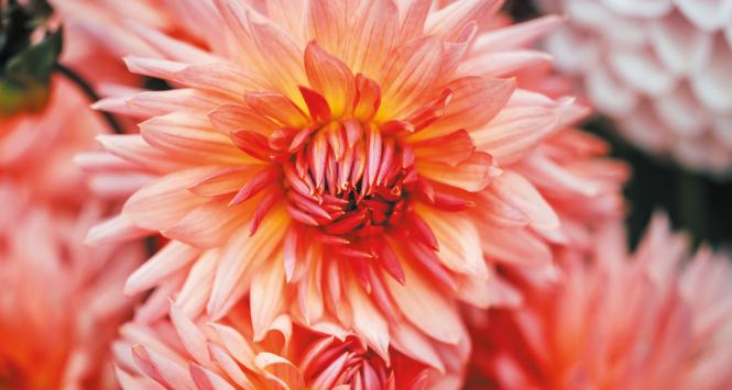 Kwitnące dalie uprawiane przez Maine Flower Collective, grupę lokalnych farmerów.