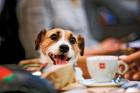 Do psich kawiarni można nie tylko przyjść ze swoim psem, ale też poznać czworonogi, które czekają na adopcję. Tak jest m.in. w krakowskiej kawiarni Psikawka.