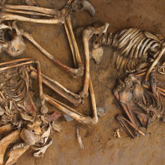Szkielety znalezione na stanowisku Cliff End Farm na południu Anglii liczą ok. 3 tys. lat i prawdopodobnie należą do pierwszego lub drugiego pokolenia celtyckich migrantów z kontynentu.