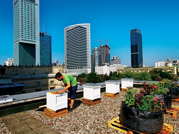 Ulami na tarasie Pałacu Kultury i Nauki w Warszawie opiekuje się Wiktor Jędrzejewski.