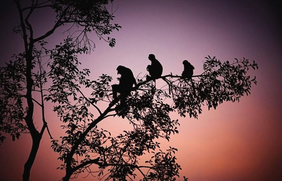 Nosacze sundajskie spędzają noce wysoko na drzewach.