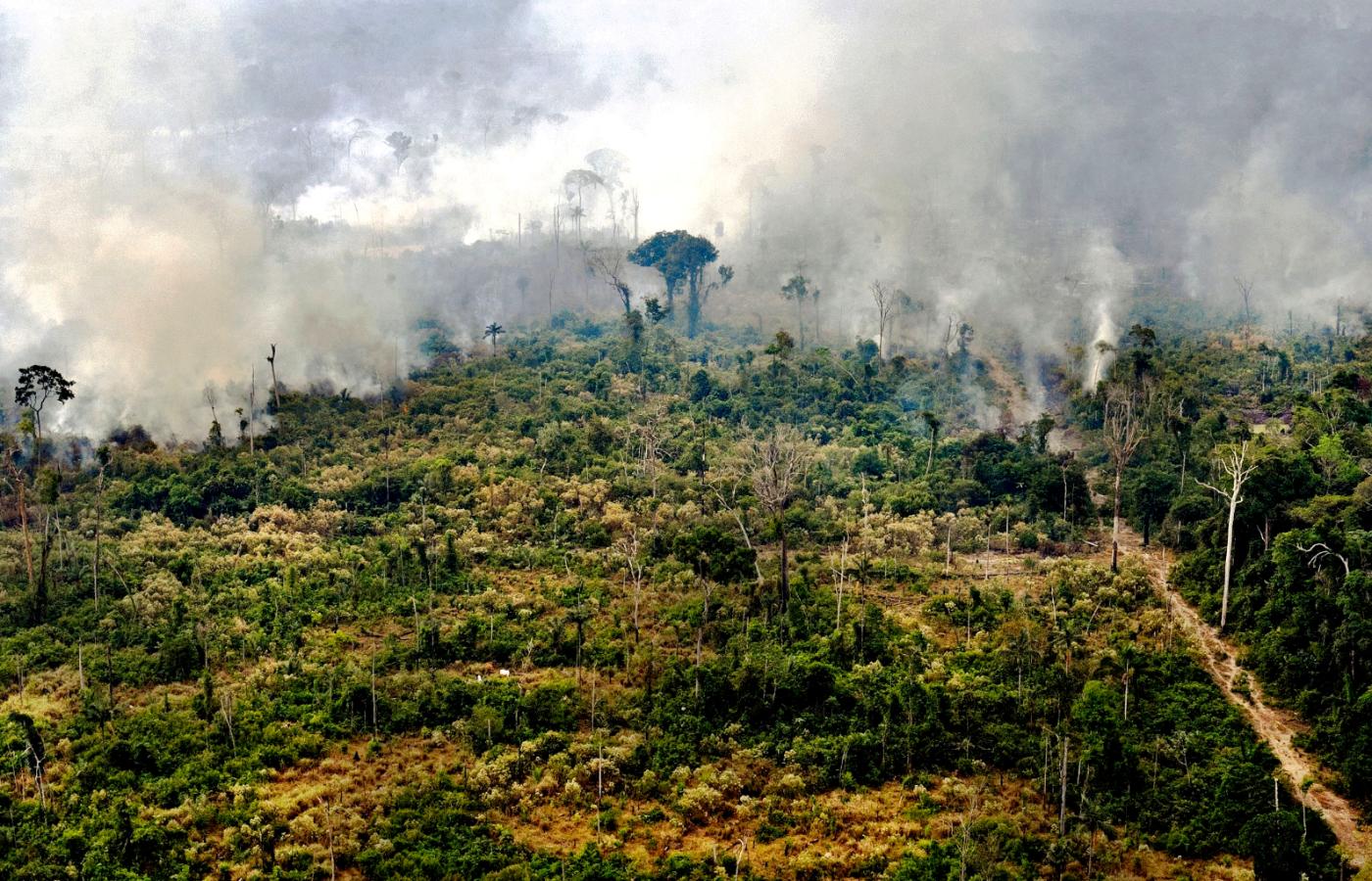 Lasy puszczy amazońskiej