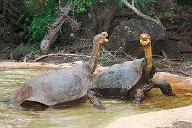 Żółwie  słoniowe (Chelonoidis nigra hoodensis) z wyspy Espańola archipelagu Galapagos.