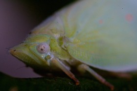 Profil skoczka, który przylgnął do gałązki i udaje liść. Nie chowa się przed pająkiem ale przed ptakami.