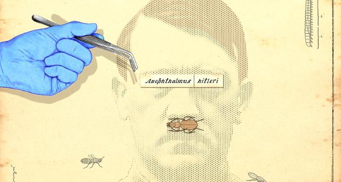 Anophthalmus hitleri, czyli chrząszcz Hitlera