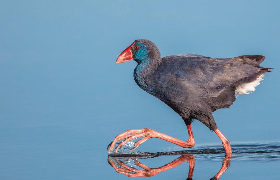 Upierzeniem modrzyki zwyczajne przypominają takahe. Są jednak mniejsze, mają dłuższe nogi i pazury oraz potrafią latać.