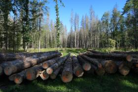 Lasy Państwowe są głównym dostawcą surowca dla przemysłu meblarskiego. Na fot. drewno przygotowane do wywózki z Puszczy Białowieskiej.