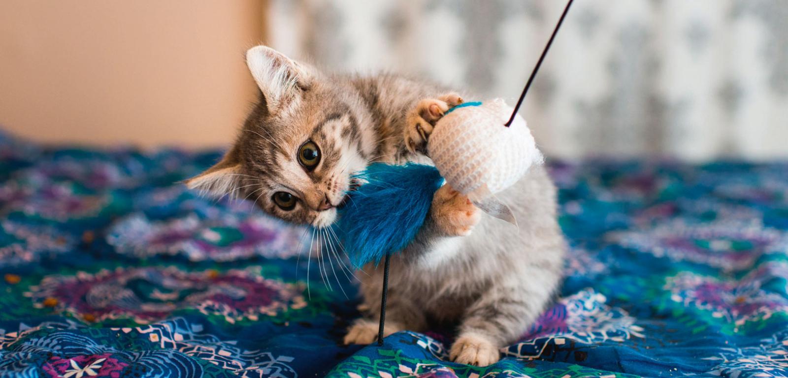 Dzięki zabawie kocięta uczą się sztuki polowania, niezbędnej w doros­łym życiu.