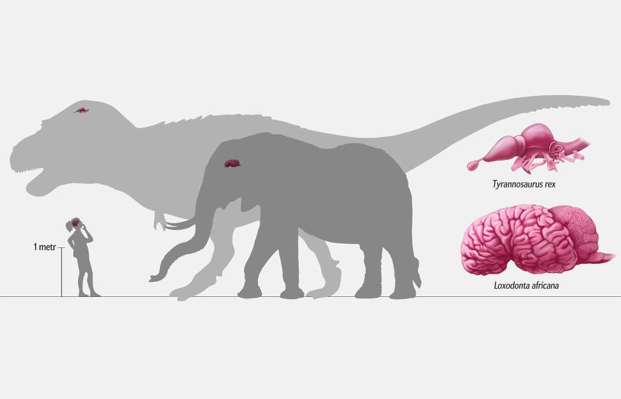 Jak bystry był T. rex? 
Niedawne badania zakończyły się wnioskiem, że T. rex był równie inteligentny, jak ssaki naczelne. To dość przerażająca wizja, ale czy prawdziwa? Dinozaur miał o wiele mniejszy mózg od słonia afrykańskiego, od którego był większy. Naukowcy zwykle mierzą proporcję pomiędzy rozmiarami mózgu a rozmiarami ciała, aby ocenić zdolności poznawcze kręgowców. Stosując tę prostą miarę, należy uznać za nieprawdopodobne, aby T. rex dorównywał inteligencją ssakom naczelnym. Na dodatek, znaczną część jego mózgu zajmowały struktury kontrolujące takie funkcje, jak zmysł powonienia, a nie struktury związane z wyższymi funkcjami poznawczymi, takimi jak planowanie – to kolejny dowód na to, że drapieżca z mezozoiku nie był tak bystry, jak ssaki naczelne.