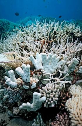 Globalne ocieplenie powoduje wzrost temperatury oceanu i zwiększenie jego kwasowości, co sprawia, że koralowce bledną, a ich szkielety się rozpuszczają.