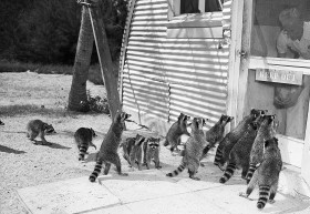 Dokarmianie dzikich zwierząt nie jest najlepszym pomysłem. Trzeba jednak przyznać, że czasami trudno się oprzeć.