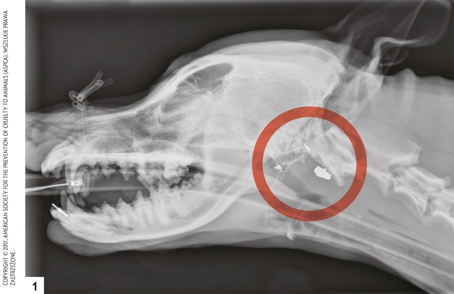 Analiza fragmentów pocisku (białe odłamki) tkwiącego w podstawie czaszki Honey (1) pomogła oskarżyć mężczyznę z Nowego Jorku o strzelenie zwierzęciu w otwarty pysk i stosowanie przemocy wobec właścicielki psa Ashy Stringfield (2).