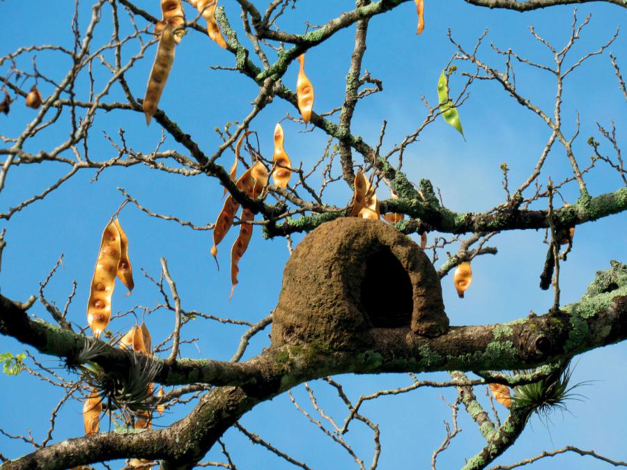 Gniazdo garncarza rdzawego (niewielki ptak) powstaje z ­gliny i fragmentów roślin.