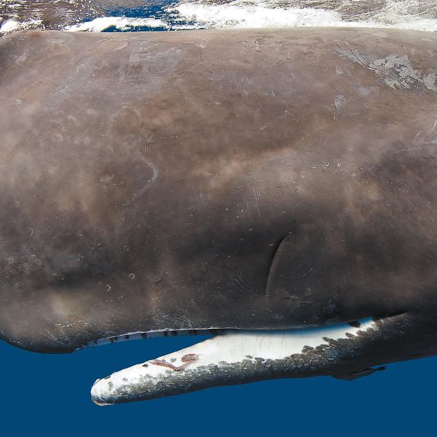 W projekcie Cetacean Translation Initiative (CETI) do prób zrozumienia wokalizacji kaszalotów wykorzystuje się uczenie maszynowe.