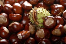 Maciej nie wie, w jaki sposób nauczył się liter i matematyki. Pamięta tylko, że bardzo denerwowało go, gdy mama kazała mu liczyć kasztany.