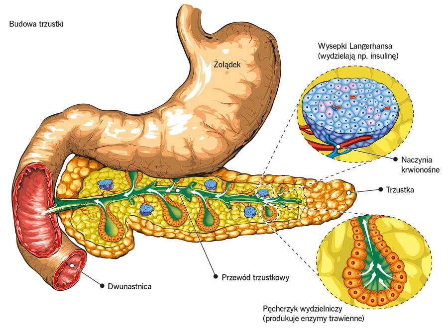 Budowa trzustki.