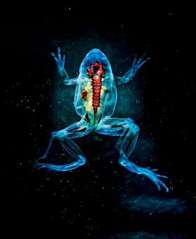 „Hadēs”, fotografia przedstawiająca rzekotkę królewską z naturalnie zdeformowanymi, dodatkowymi kończynami. Projekt Brandona Ballengée’a, amerykańskiego artysty i naukowca.