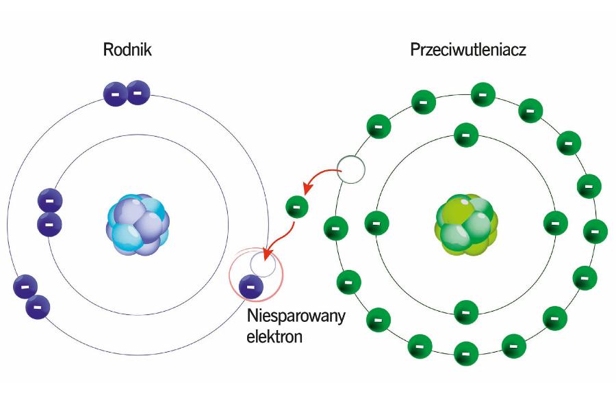 Przeciwutleniacz dostarcza rodnikowi (atom lub cząsteczka, które zawierają niesparowany elektron) brakujący elektron i tym samym go neutralizuje.