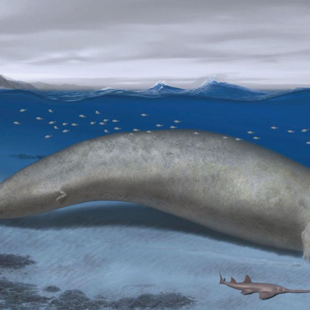 Perucetus colossus.