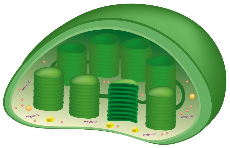 Tylakoidy to pęcherzykowate struktury, podstawowy element budowy chloroplastu.