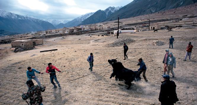 Jeden z kilku jaków sprowadzonych z dalekiego Murgabu zostanie zabity na wesele.