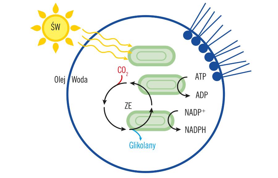 Tylakoidy sztucznej komórki ze zmodyfikowanymi enzymami (ZE). Pod wpływem światła (ŚW) system przekształca dwutlenek węgla (CO2) w glikolany.