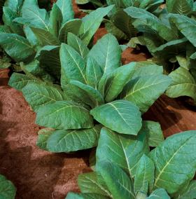 Tytoń odmiany burley -  nasza polska specjalność.