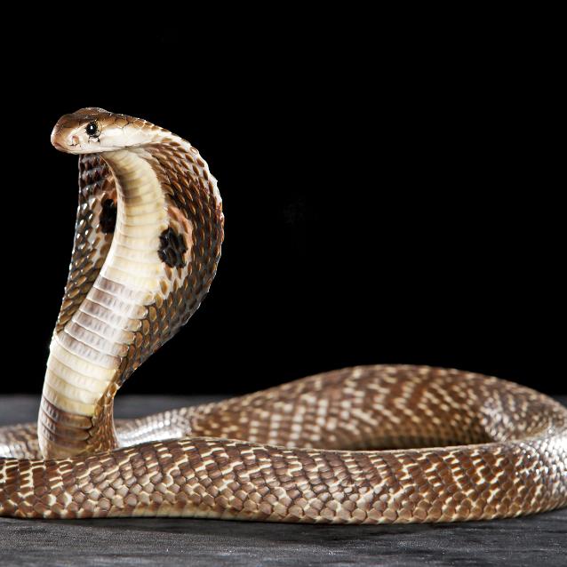 Samice węży mają łechtaczki i odczuwają erotyczną przyjemność