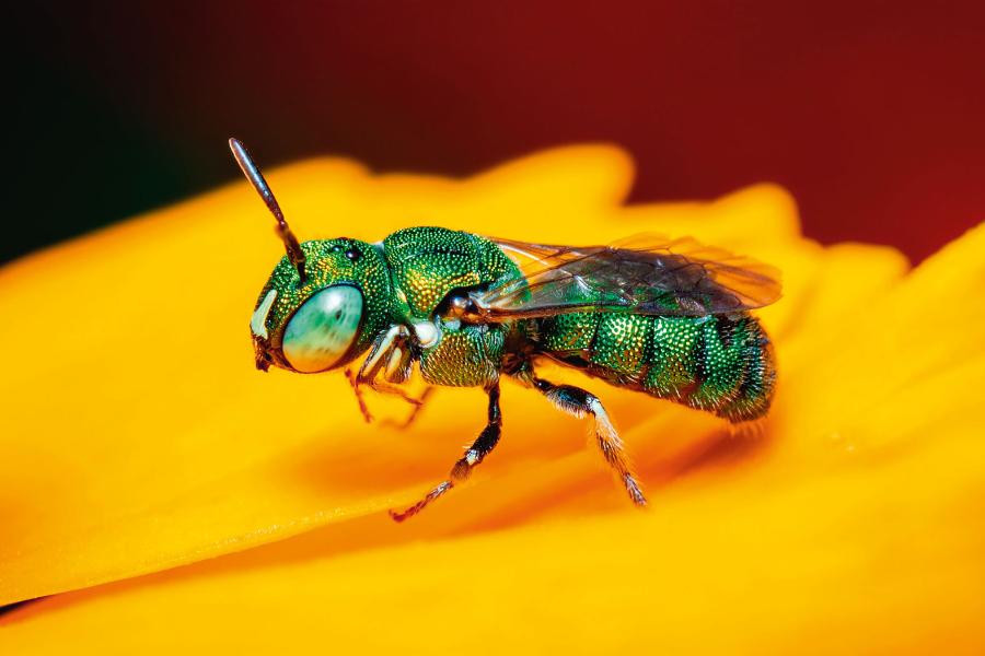 Ceratina ­smaragdula ma metaliczny połysk.