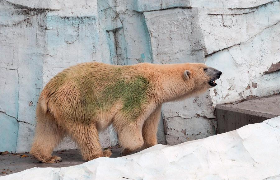 Futro niedźwiedzia polarnego zazielenia się, kiedy temperatura jest wysoka i wewnątrz włosów rozwijają się glony oraz sinice.