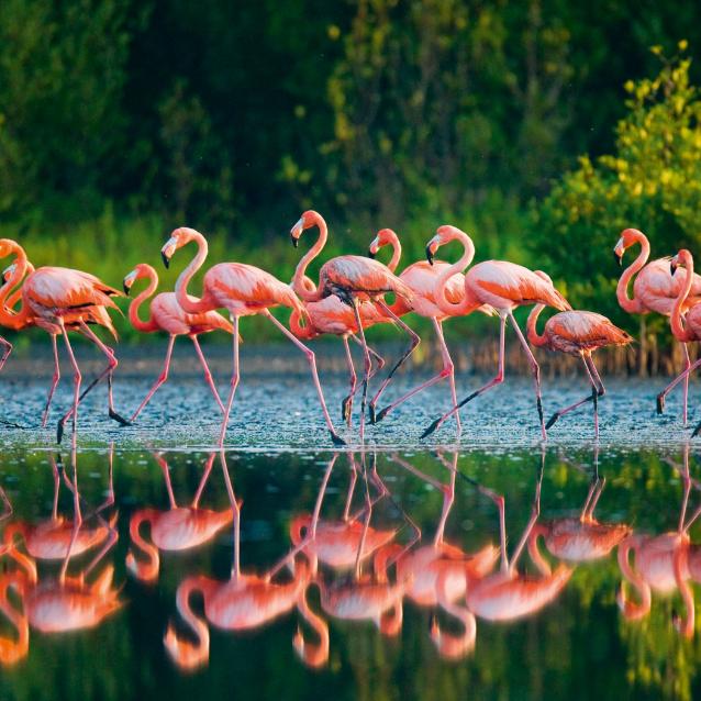 Stado flamingów.