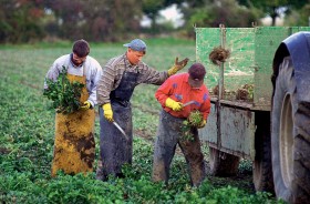 Polscy robotnicy na niemieckich polach. Niemcy woleliby naszych lekarzy i informatyków, ale ci wybierają Wielką Brytanię.