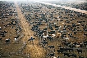 W USA hoduje się 95 mln sztuk bydła, które jest istotnym źródłem metanu. Na fot.: jedna z teksańskich farm.