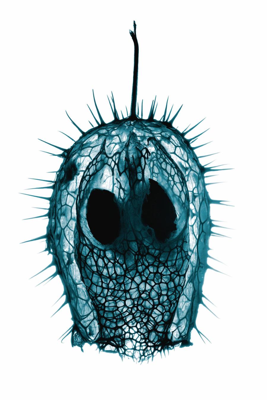 Opróżniony z nasion wyschnięty owoc ­kolczurki klapowanej.