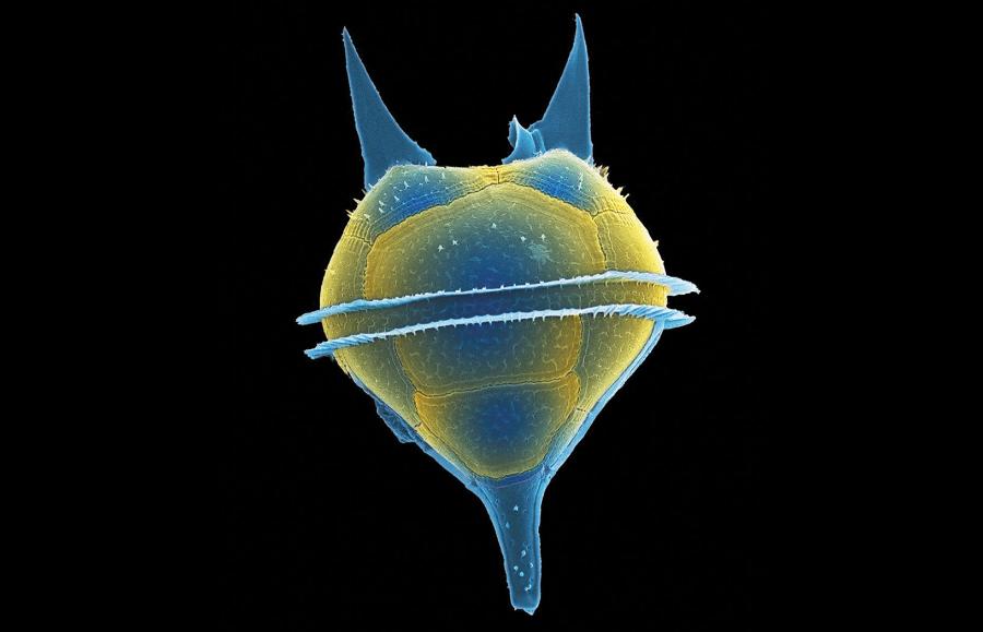 Małe potwory: Miksotrofy nie są jednorodną grupą. Niektóre, takie jak Ceratium (Tripos) furca potrafią same fotosyntetyzować, ale także polują.