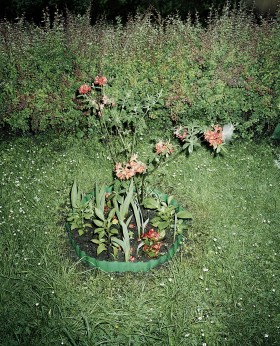 Ewa Cesarz-Furowicz: Piękno przede wszystkim odnajduję w kształtach i kolorach kwiatów.