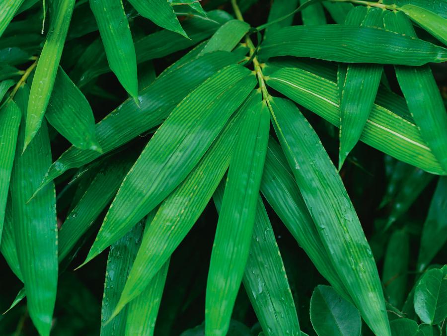 Liście bambusa zwyczajnego.