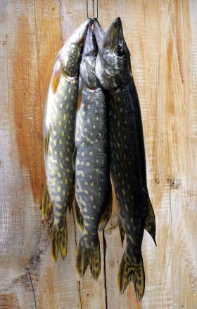 Skandynawowie obliczyli, że jeden 10-kilogramowy szczupak, złowiony przez wędkarza, przynosi 500 euro dochodu.