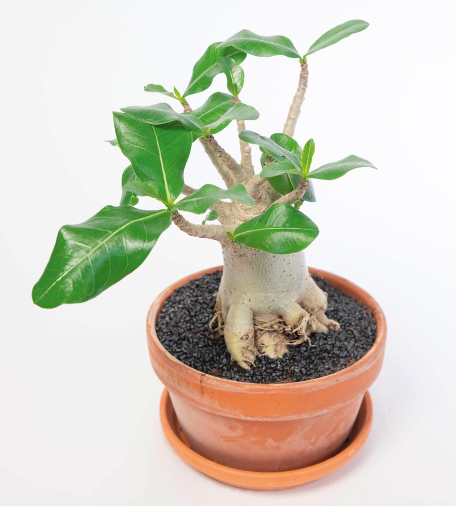 W Senegalu popularna jest doniczkowa uprawa baobabów, które po uzyskaniu kształtu typu bonsai wysyłane są do Europy.