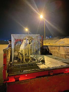 Co miesiąc w Marsa Alam Blue Moon organizuje akcję wyłapywania bezdomnych psów, by je zaszczepić i zachipować.